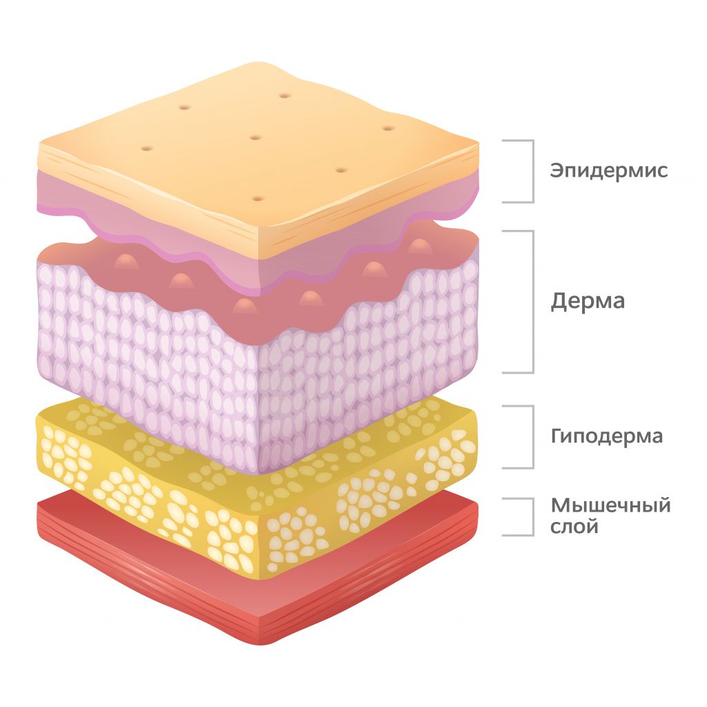 Кожа и её структурная особенность | Статья
